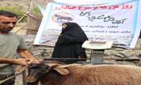 روز مزرعه استانی معرفی بز سرخ جبالبارز در جنوب کرمان برگزار شد